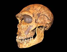 Neanderthal Man skull