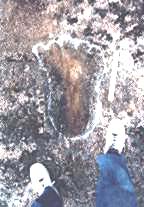 Gilroy giant footprint
