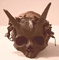 Horned giant skull?