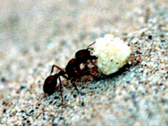 'Fire Ant' © Rhett A. Butler